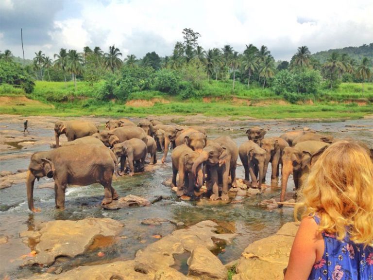 Kandy  - Day Tour - Go Ceylon Tours