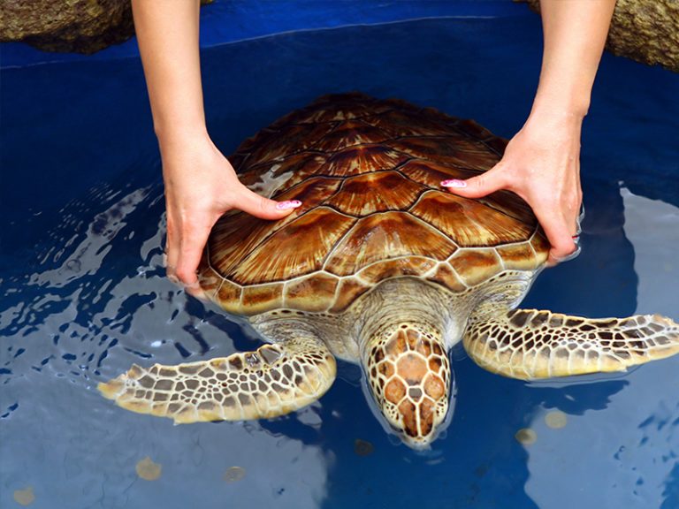 Day Tour Colombo to Galle - Go Ceylon Tours